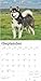 Alaskan Malamutes | 2025 12 x 24 Inch Monthly Square Wall Calendar | Plastic-Free | BrownTrout | Animals Dog Breeds