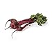 Produce Organic Root Beets Bunch Red, 1 Each