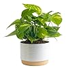 Costa farms golden pothos live plant easy care indoor house plant in modern decor planter pot potting soil natural air purifier houseplant housewarming gift home decor room decor 10 inches tall  urban country home decor