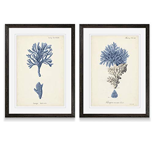Renditions Gallery- Framed Wall Art- Print- Antique Coral in Navy