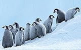 5D Diamond Painting Kits for Adults Bird Emperor Penguin Chick CuteDIY 5D Paint by Numbers for Adults Beginner, Home Wall Decor （40×50CM）