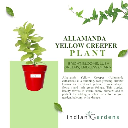 Image of Indian Gardens - Allamanda Yellow Creeper /Pentalinon Luteum Vine Flowers live plant | Outdoor Plant (White, 6 'Terracotta)