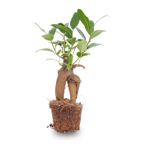 urbanjngl.com - Ficus Ginseng Bonsai - Microcarpa - ↑15 cm - Ø 6 cm