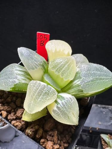 12a 多肉植物 ハオルチア 鍾乳石錦 自家繁殖 鉢植え発送 12a 多肉植物
