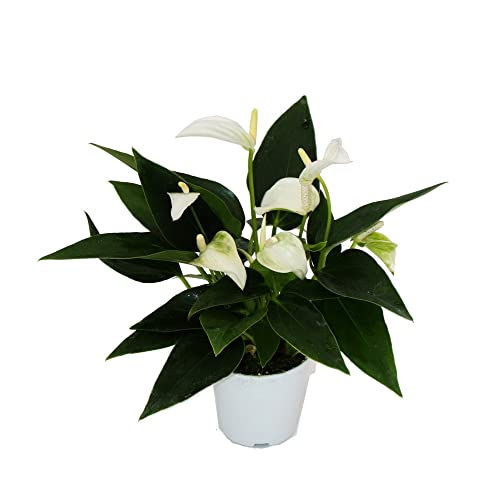 Exotenherz Kleine Flamingoblume Anthurium andreanum Baby-Anthurie Mini-Pflanze 7cm Topf weiss blühend White Champion