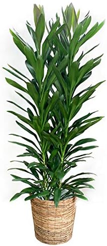 Amazon グローカル バナナリーフ鉢カバー付き ドラセナ 幸福の木 観葉植物 10号 大鉢 観葉植物 インテリア 大型 オシャレ 大きい 尺鉢 大サイズ 本物 コルジリネ 観葉植物 オンライン通販