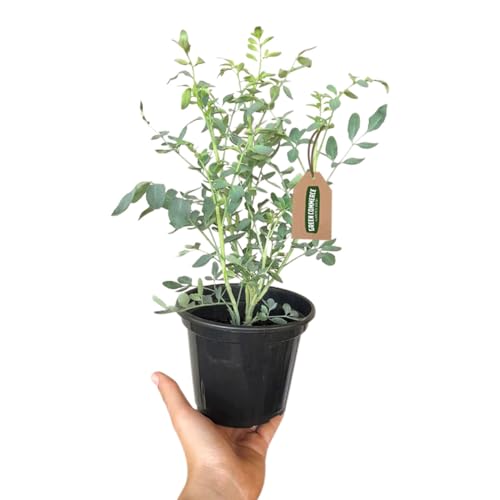 Muda de Aruda em Vaso Planta Aromática