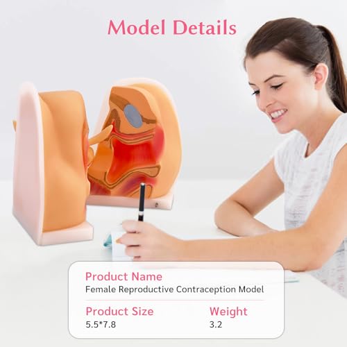 Image of JNMFTD Female Gynecological Manikin，Woman Genitals IUD Vaginal Reproductive System Training Anatomy Model with Accurate Structure 3D Product Manual Card for Teaching Presentation Practical Operation