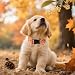 ARING PET Herbst Orange Hundehalsband, Herbst Ahornblatt Hundehalsband mit Schnellverschluss aus Kunststoffschnalle, Bequemes Baumwoll Halsband für Jungen und Mädchen Hunde