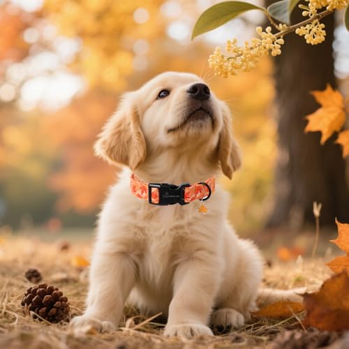 ARING PET Herbst Orange Hundehalsband, Herbst Ahornblatt Hundehalsband mit Schnellverschluss aus Kunststoffschnalle, Bequemes Baumwoll Halsband für Jungen und Mädchen Hunde