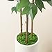 SOGUYI Ficus Artificial Tree 5ft Tall Fake Ficus Tree for Home Decor Indoor Faux Silk Ficus Plant Fake Floor Plant in White Imitation Ceramic Planter with Green Fake Moss, Set of 1