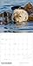 Wall Calendar 2026, Sea Otters: Photography, 12 Months, Large Grid Design Featuring 12 Artworks