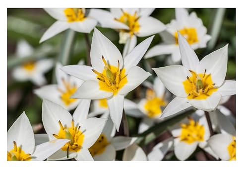 20x Tulip Turkestanica Bulbs Dwarf Botanical Early Spring Flowering Species Hardy Pollinator Friendly Naturalising for Rock Gardens Borders Containers