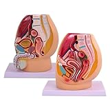 Modèle du système urinaire : Notre modèle d'anatomie pelvienne masculine et féminine offre une représentation précise et précise de l'anatomie pelvienne humaine, illustrant parfaitement les systèmes reproducteur et urinaire féminins. Ce modèle présente la moitié des organes reproducteurs, dont une vessie et un rectum amovibles pour un apprentissage facilité.