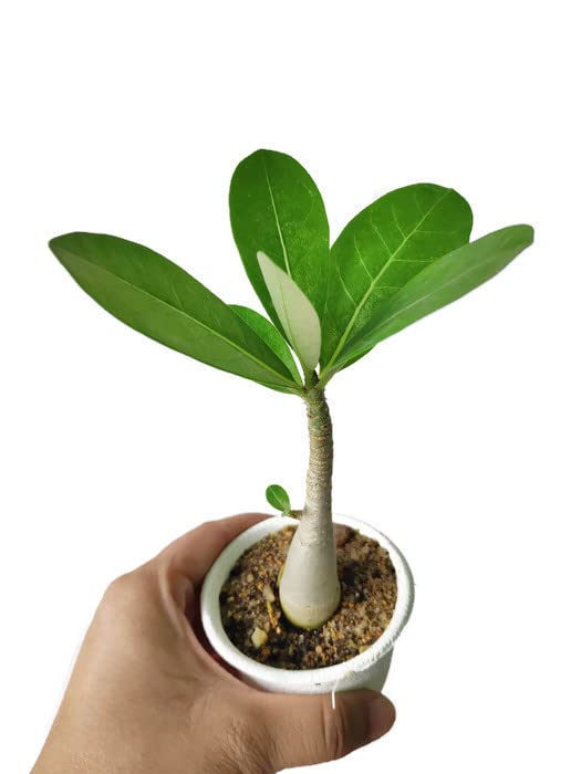 Creative Farmer Bonsai Live Plant Rose Adenium For Indoor Outdoor Garden Exotic Rare (1 Live Bonsai Plant) (PLANT-93-ADENIUM835ll@) (B08P5RV1D2) Amazon Price History, Amazon Price Tracker