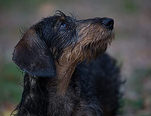 Preisvergleich Produktbild hansepuzzle 43170 - Dackel Puzzle 1000 Teile - Tierwelt-Puzzle mit hochwertiger Aufbewahrung: Kartonbox und wiederverschließbarem Beutel - Format 60 × 46 cm