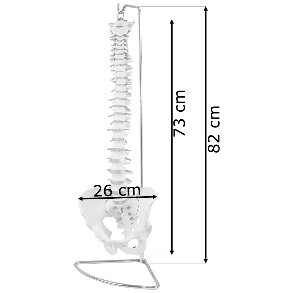 Columna vertebral flexible – Rashi modelo – 75 cm – soporte incluido
