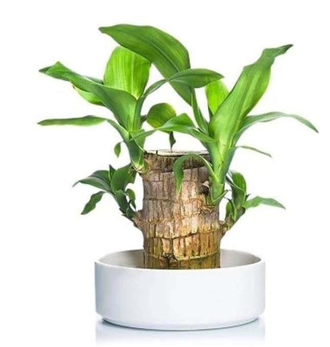 Brazilian Lucky Wood Potted Plant for Home Décor & Living Room | Feng Shui Plant(Pack of 1)(Without Pot) (B0DHQNLFJL) Amazon Price History, Amazon Price Tracker