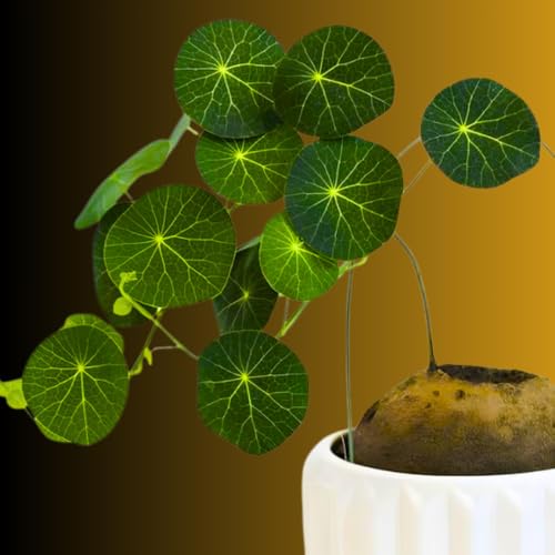 Rare Stephania Cephalantha Caudex Plant Sprouting Succulent for Home Dcor Size 2-2.5 Inches Wide Indoor Outdoor Ornamental Already Sprout