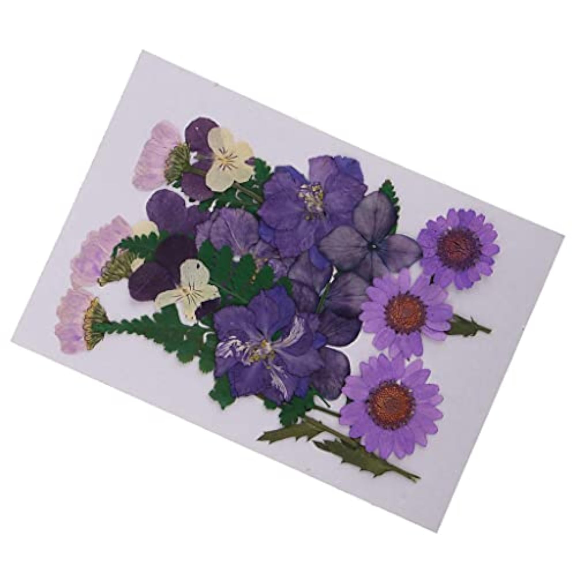 Multiple Mix Natural Pressed Dried Flowers for DIY Craft