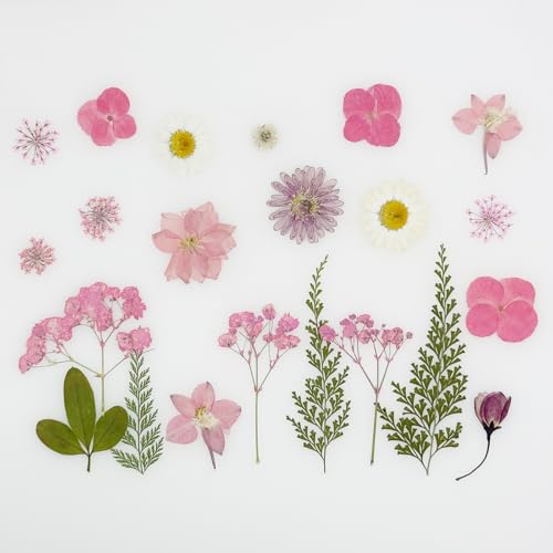 Cayway 40 flores secas prensadas naturales para manualidades miniatura 7