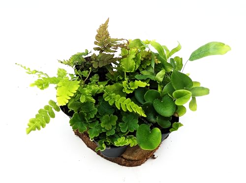 Fern Lovers Mix • 3 Random Ferns • Closed Terrarium Plants • 5.5-7cm Pots • Asparagus, Button, Nephrolepis, Asplenium, Platycerium...