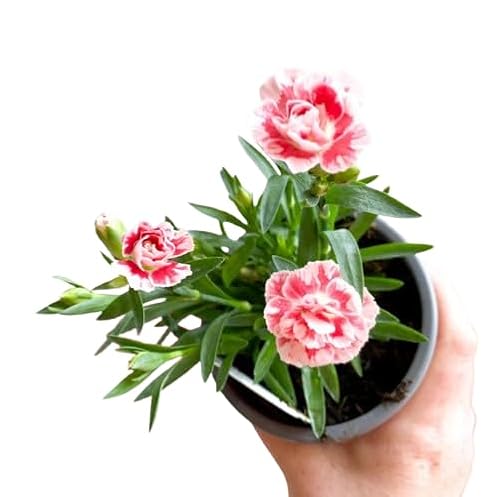 Clavel Oscar DECOALIVE Clavelina Natural Planta Viva