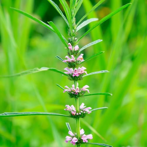 semillas de la agripalma, Balcón con parterre Leonurus japonicus, perennes resistentes semillas silvestres exóticas jardín medicinales 150pcs