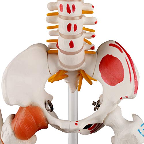 Image of Ultrassist Human Skeleton Model, 34 inch Half Life Size Skeleton Replica with Spinal Nerves, Muscle Insertion and Origin Points, Includes Joint Ligaments for Human Anatomy Study, Hanging Style