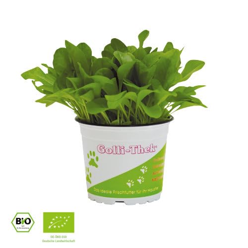 Pflanzen Set für Echsen/Schildkröten - 2X Golliwoog, Ackersalat & Zicholli - Frische Futterpflanzen für Ihre Schildkröten BZW Echsen wie Z.B Bart Agamen