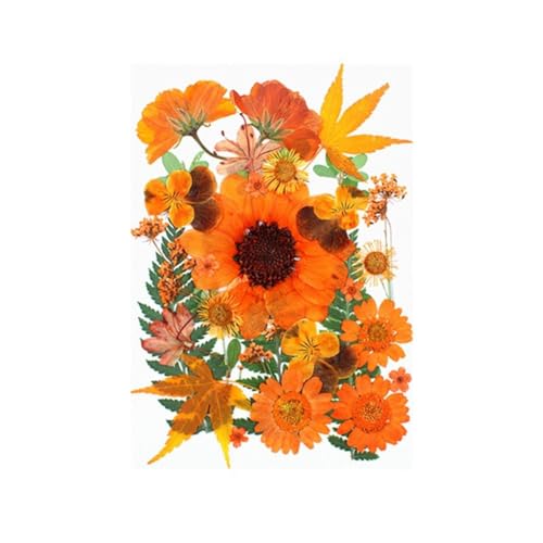 Flores prensadas naranjas secas Surakey 30 piezas miniatura 5