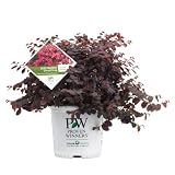 Jazz Hands® Semi-Dwarf Pink Fringe Flower, 3 Gallon