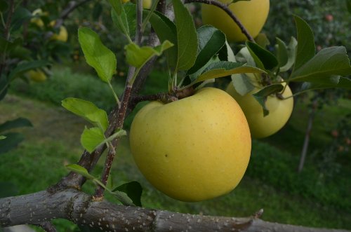 長野県産 生産農家直送 訳ありりんご 「シナノゴールド」 ご家庭向き 20〜40玉 約9.5〜10kg入り/箱 収穫&発送は10月20日過ぎ頃から順次発送予定!