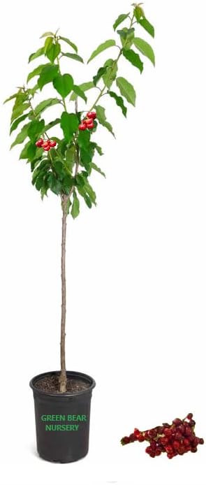 Green Bear - Lapins Cherry Tree grafted 4 Years Old 4" to 6 feet Tall 5 Gallon