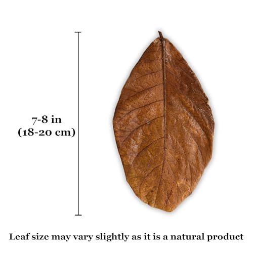 Image of SunGrow Leaf Litter for Snakes, 10 Pcs Medium Indian Almond Catappa Leaves Substrate Maintain Humidity in Corn Snake and Ball Python Terrarium, 7-8 Inches, Reptile Tank Decor Accessories