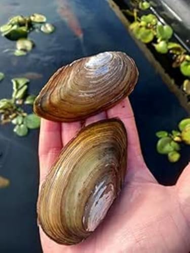 10 X Large Swan Mussels. 2024 New Season 4-5. Pond Cleaner - Wildlife Ponds.