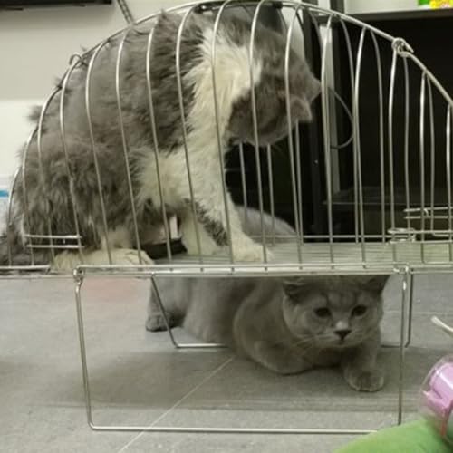 Jaula de baño para gatos diseño ahorro de espacio con cepillo 7