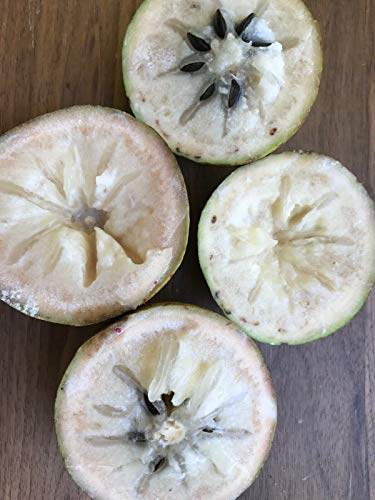 Green Caimito Star Apple Chrysophyllum Cainito Seedling Plant Potted Fruit Tree #TOP7