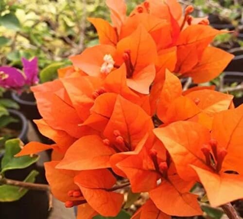 100pcs Fresh Orange Bougainvillea Flower Seeds