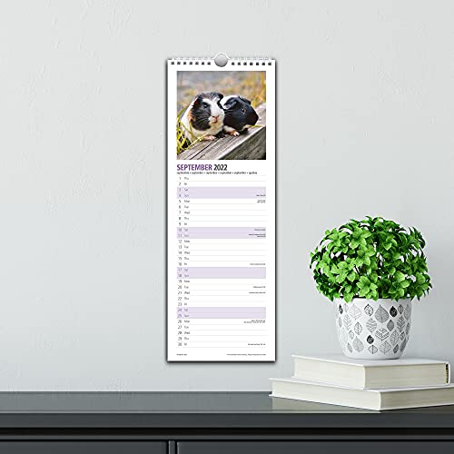 Magnet & Steel,Cavia Slim 2022 Kalender - Image 6