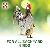 Purina | Flock Raiser Crumbles Poultry Feed | 50 Pound (50 LB) Bag