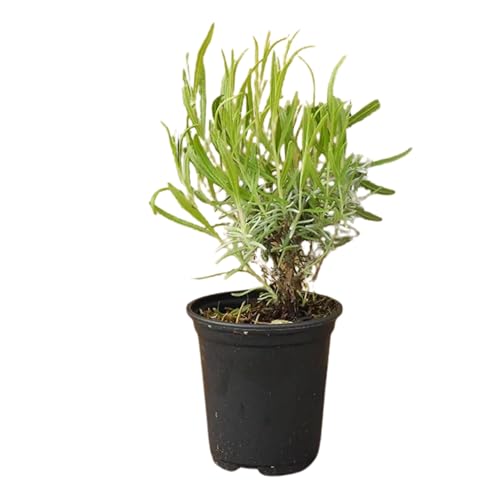 Live Lavender Plant 4" – Fresh & Fragrant Munstead Lavender