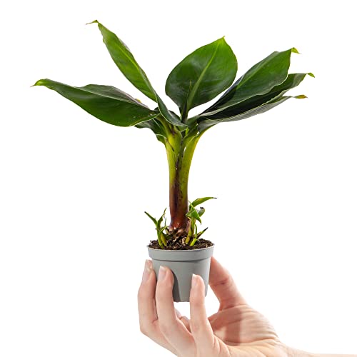 GardenersDream Baby Banana Plant in 6 cm Pot - Musa Acuminata Small Ornamental Indoor House Plant - Live Decorative Indoor Plants for Desks, Shelves, and Small Spaces