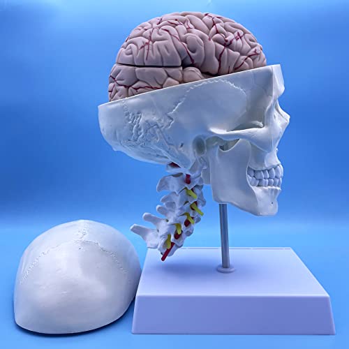 Image of Human Skull and Brain with Cervical Vertebra Anatomy Model, Life Size Anatomical Model for Science Classroom Study Display Teaching Model