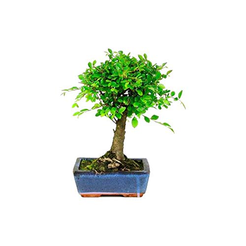 Zelkova Parvifolia Bonsái 5 Años Olmo Planta Natural de Interior y Exterior