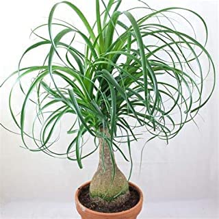 Guruji Plantation Ponytail Palm Plant Indoor Plant For Home and Garden with Pot (Pack of 1) (Green)