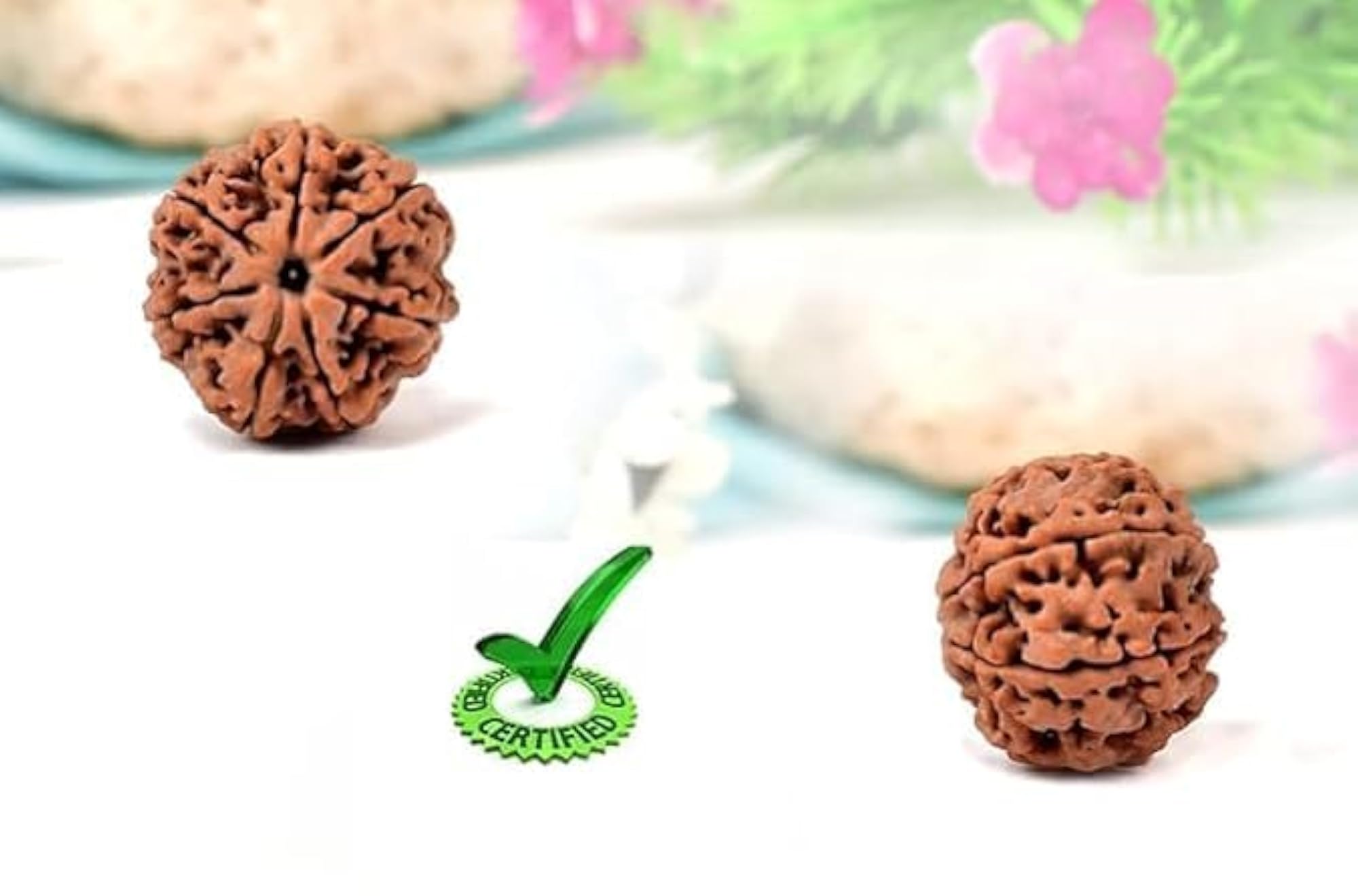 Original Certified 7 Mukhi Nepali Rudraksha Bead, AAA++ Quality