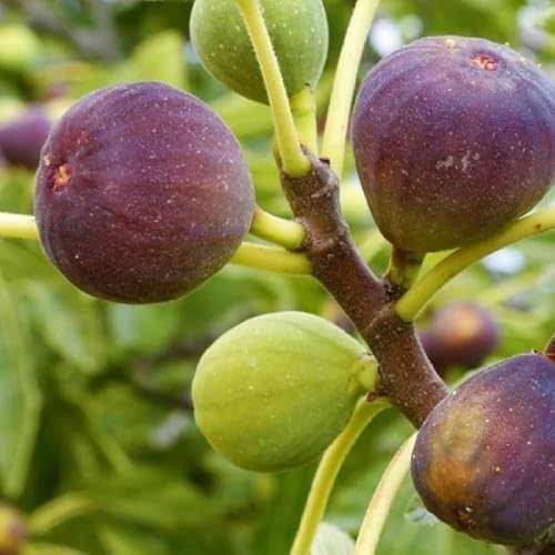 Image of All-Time12 Months Hybrid Grafted Guti Kolom Live Fruit Plant Original & Authentic Organic Tree for Outdoor Fast-Growing Fruit Plant Home Pack Of-1 (Fig Anjeer Air Layered Grafted Plant, Medium)