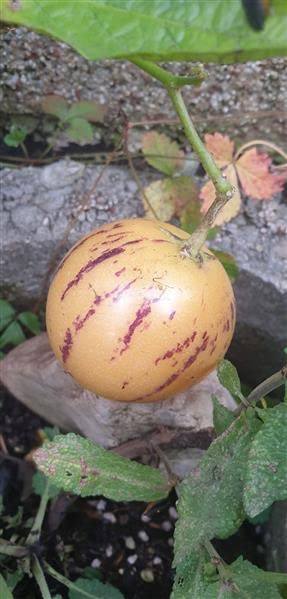 Stk - 20x Mini Ch. Drachen Melonen Birnenmelonen Obst Pflanzen - Samen A164 - Seeds & Plants Shop by Ipsa