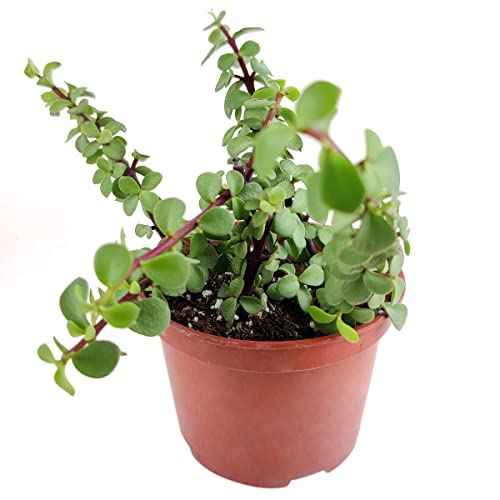 Portulacaria Afra Decumbent (2 Inch) - Variegated Elephant Bush Succulent - Dwarf Jade Plant (2/4 Inch) - Lucky Plant For Sale - Money Tree For Home Office Decoration #TOP6